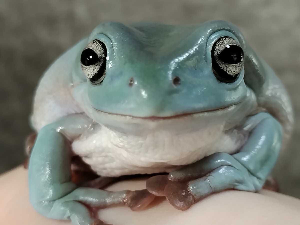 ◆　イエアメガエル　兄弟ミュータント　ブルー系　6.5センチ　♀