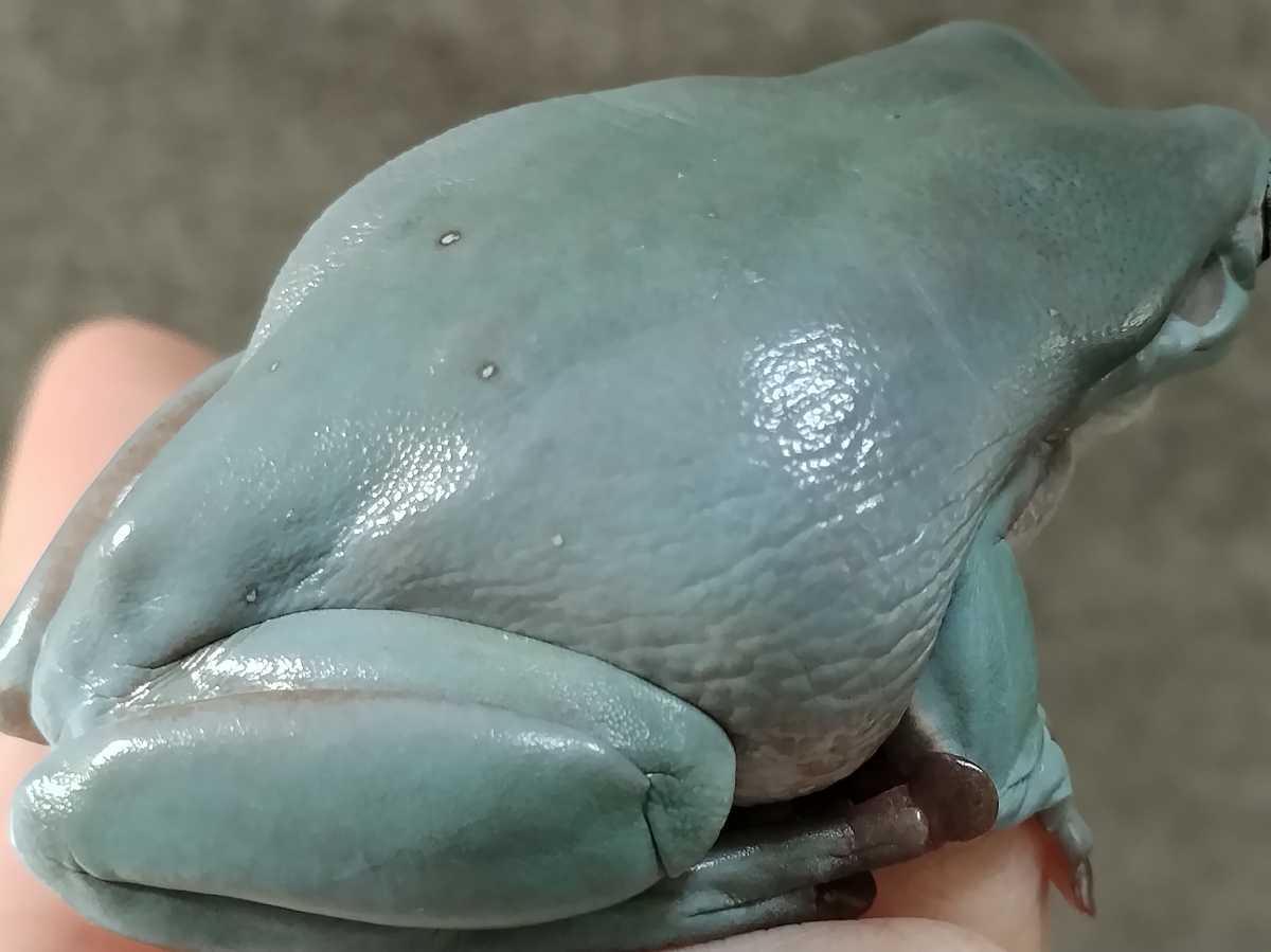 ◆　イエアメガエル　兄弟ミュータント　ブルー系　6.5センチ　♀