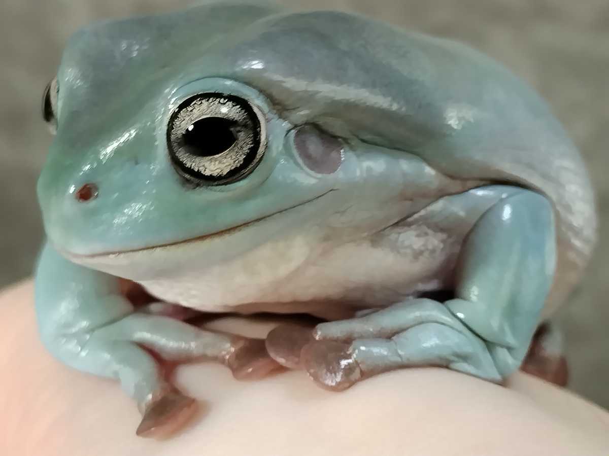 ◆　イエアメガエル　兄弟ミュータント　ブルー系　6.5センチ　♀