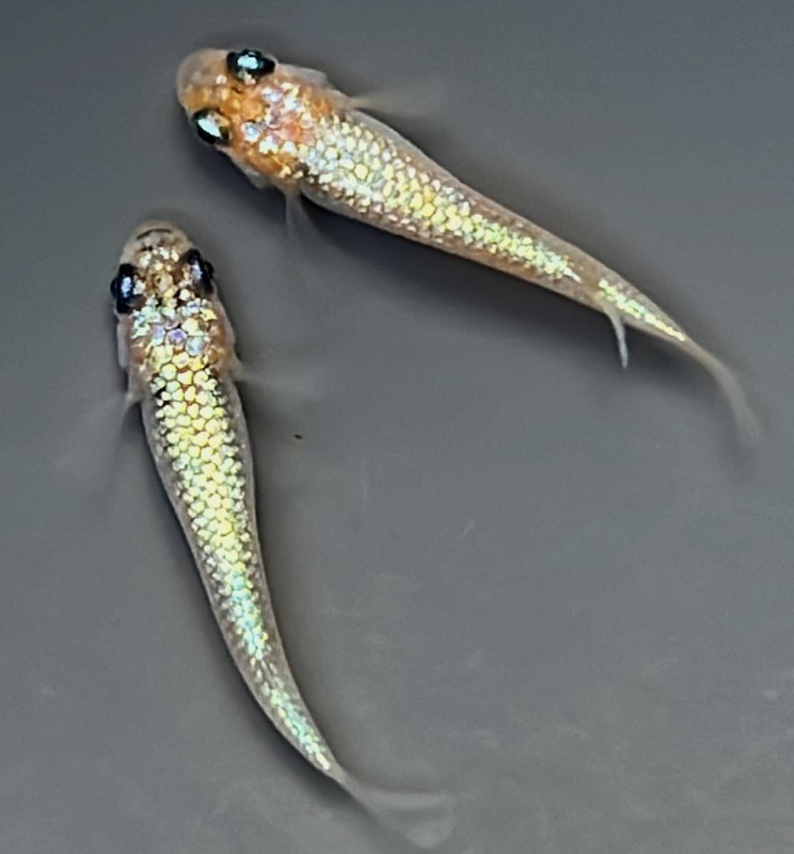 めだか屋あっくん アグ王(若魚) 1ペア チー4 メダカ 1ペア （Mサイズ）