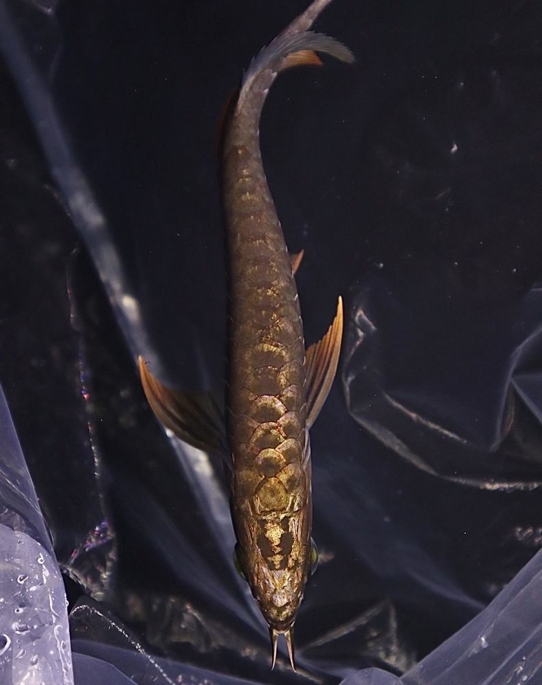 正規品，大人気 F1色濃く煌めき全頭発色フルゴールドヘッドイエローダイヤモンド過背金龍&plusmn;24cm(アロワナ)｜売買されたオークション情報、yahooの商品情報をアーカイブ公開 - オークファン アロワナ