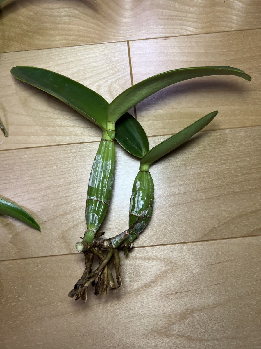 洋蘭原種 C.nobilior fma.coerulea'Peky' カトレア・ノビリオール 4+1