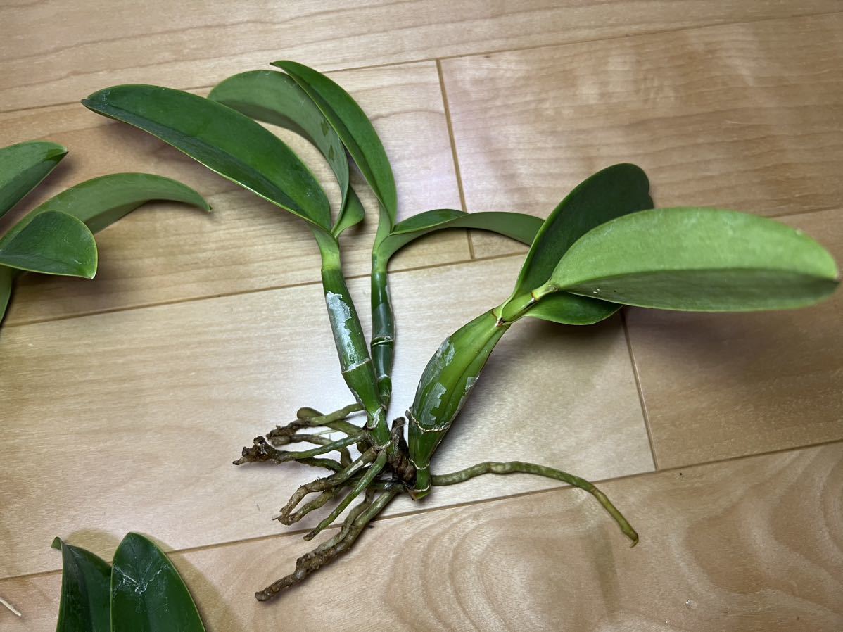 ま*ぎ様 洋蘭原種　カトレア　ノビリオール ま*ぎ様 洋蘭原種 カトレア ノビリオール 【公式通販】