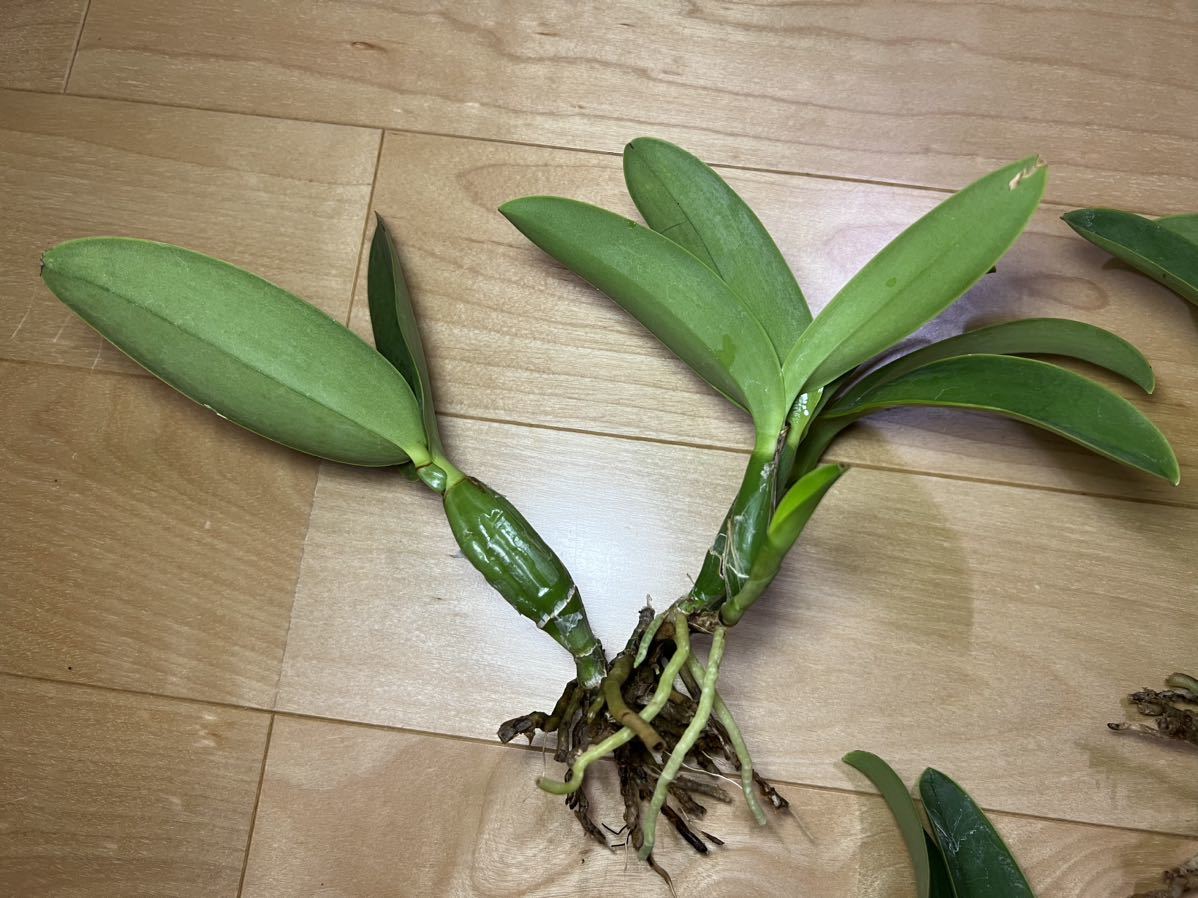 洋蘭原種 C.nobilior fma.coerulea'Peky' カトレア・ノビリオール 4+1