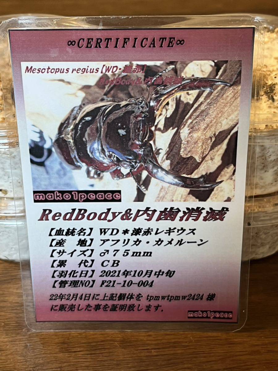 赤レギウスオオツヤクワガタ CBF1 初令幼虫4頭 に興味をもっていただき