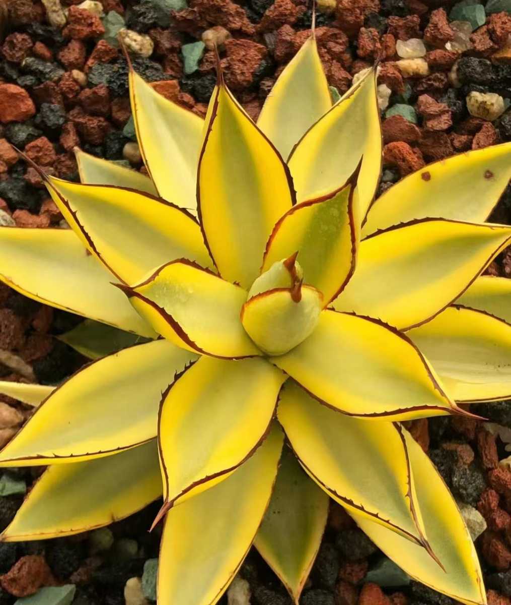 A52 多肉植物 アガベ バーントバーガンディ錦 糊斑 特殊錦 超希少錦 鮮明錦