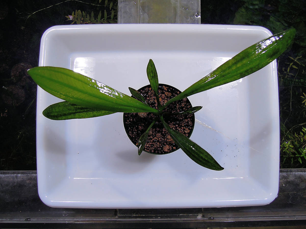 0220E・“フルバーニアン”