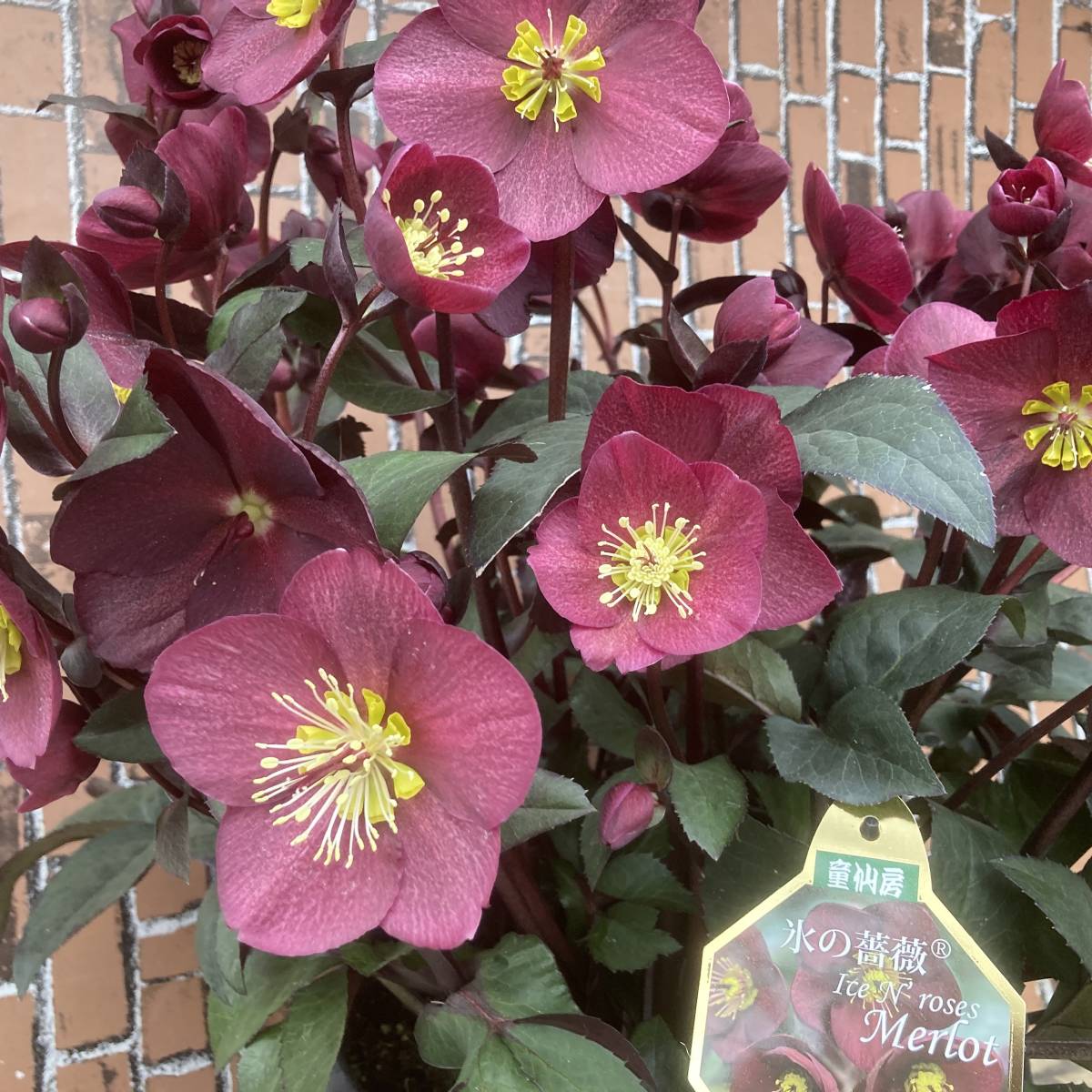 ☆超特大クリスマスローズ 今季最終1鉢 氷の薔薇 メルロー 特10号（尺