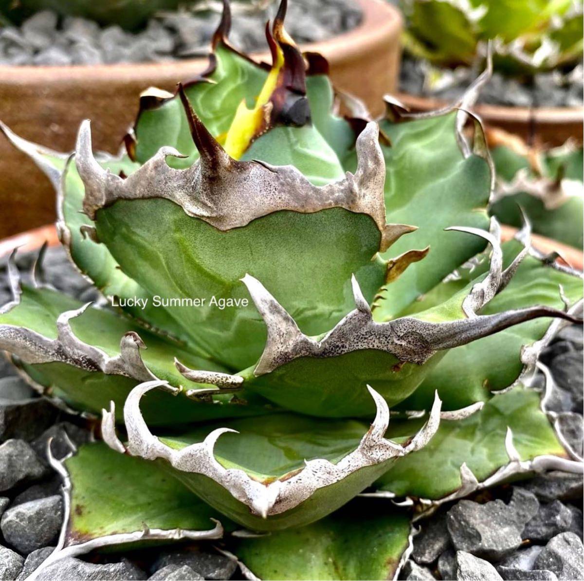 アガベ チタノタ 多肉植物 ハデス | 恐竜牙歯 シーザー - 2株 凱撒 