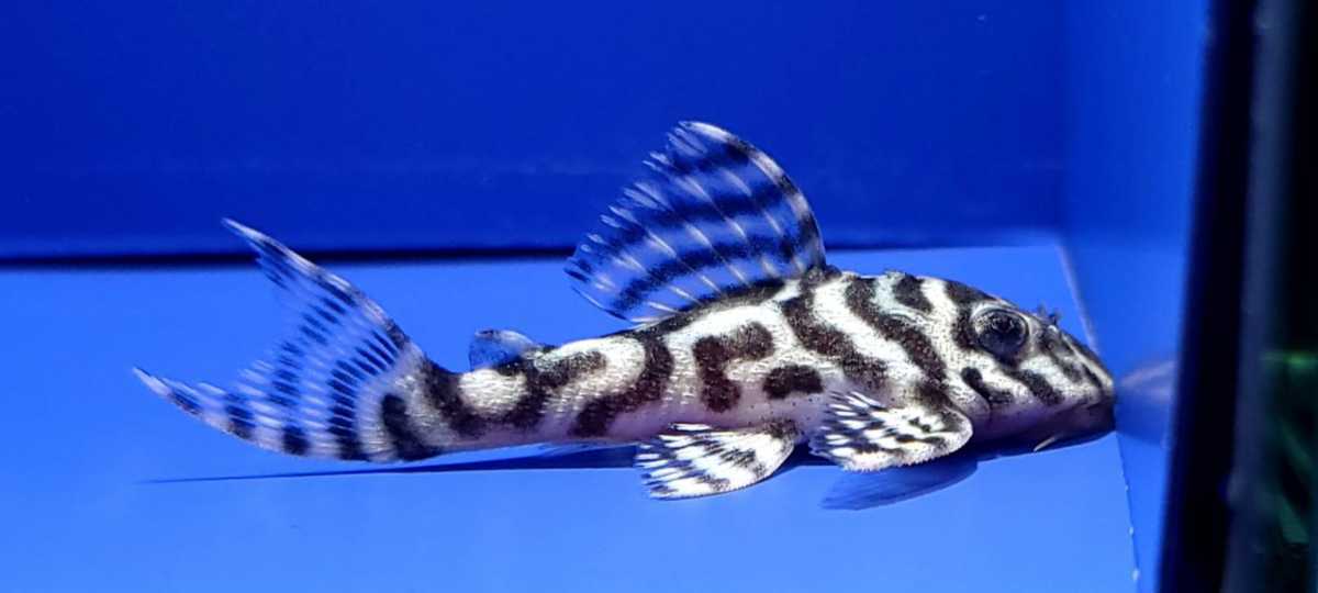 AQUASHOPアクアランド さしみブリード　メガクラウンゼブラプレコ　約4.5cm　保証有り　