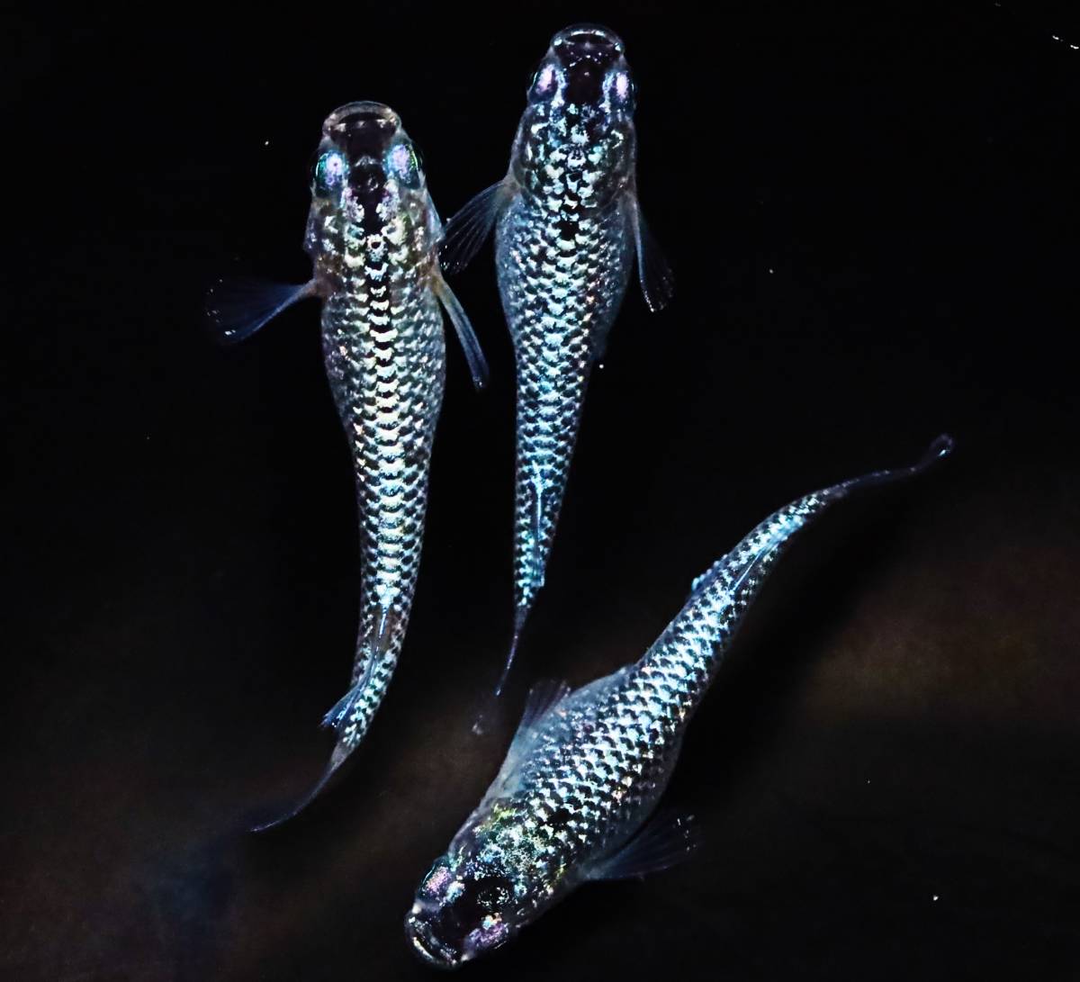 丸長メダカ B11【 NEW！ スーパーラメファンタ　種親クラス！ 】3匹！ メス 2匹、オス 1匹！ めだか 現物出品！