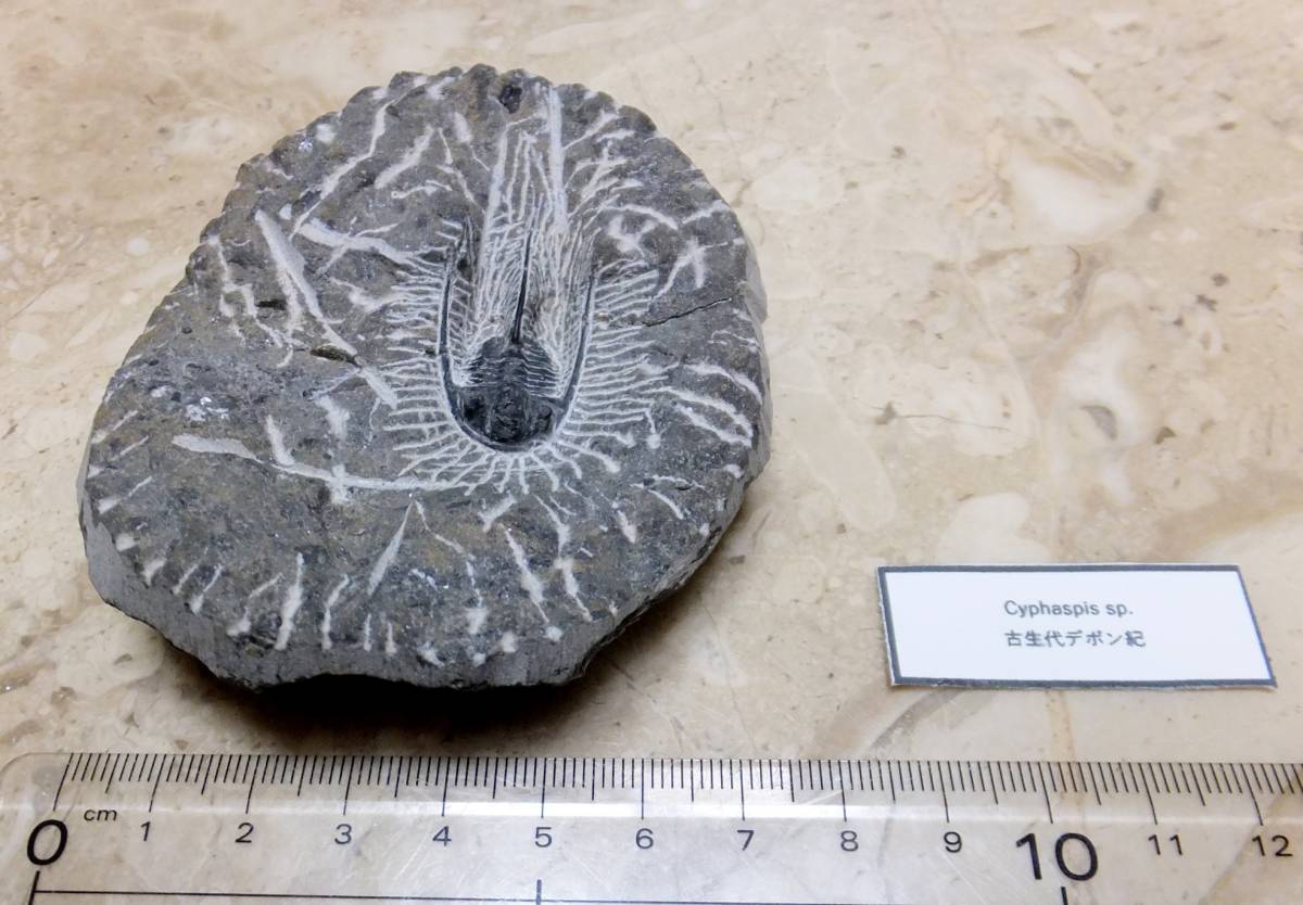 化石 キファスピス Cyphaspis 8.5cm 181g 三葉虫 古生物 恐竜 魚 