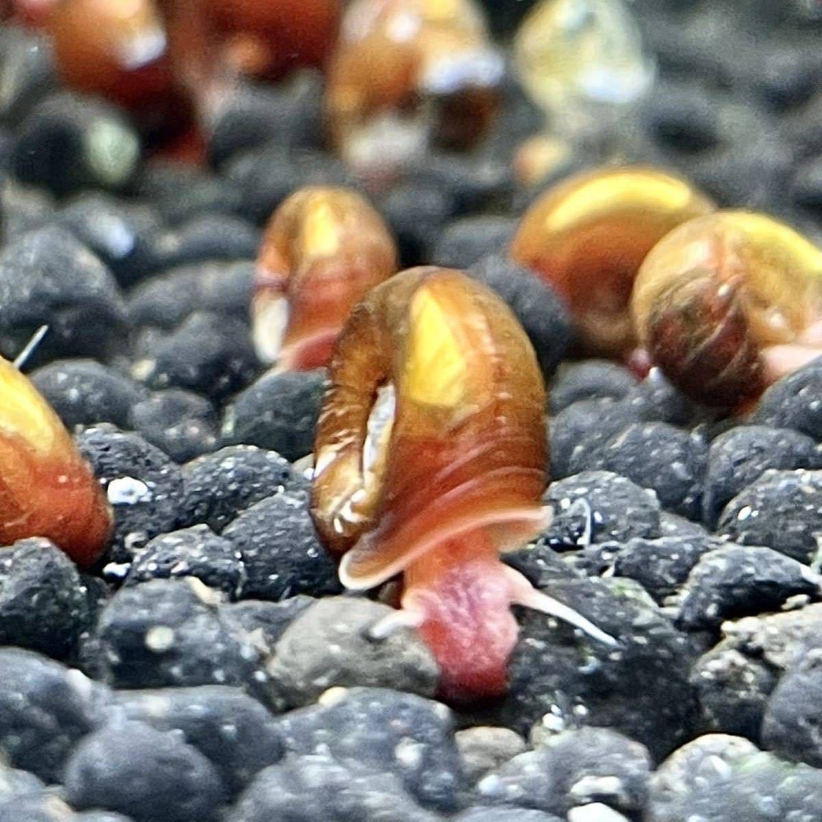 ★1円スタート★レッドラムズホーン 50匹 貝 コケ取り コケ掃除 赤 ラムズホーン B_1