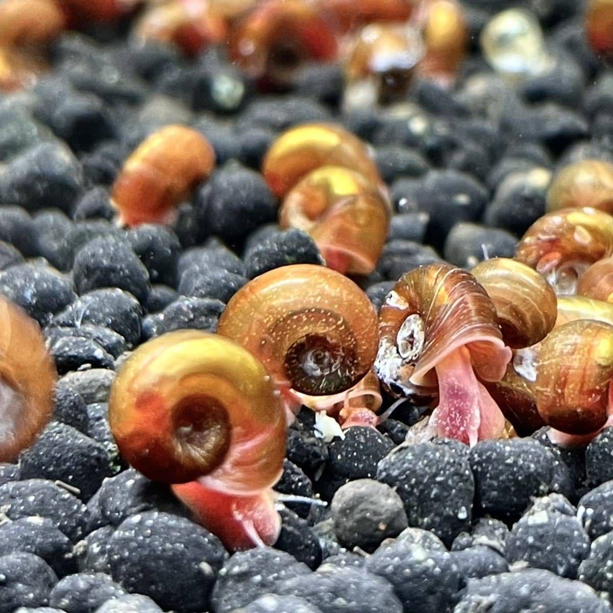 ★1円スタート★レッドラムズホーン 50匹 貝 コケ取り コケ掃除 赤 ラムズホーン B_2