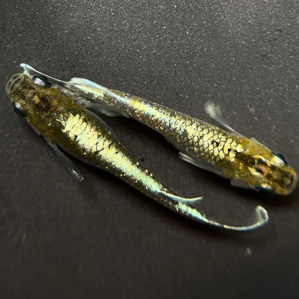 朱光菊ブルー 1ペア＋雌1 メダカ「朱光菊(Aクラス)」1ペア