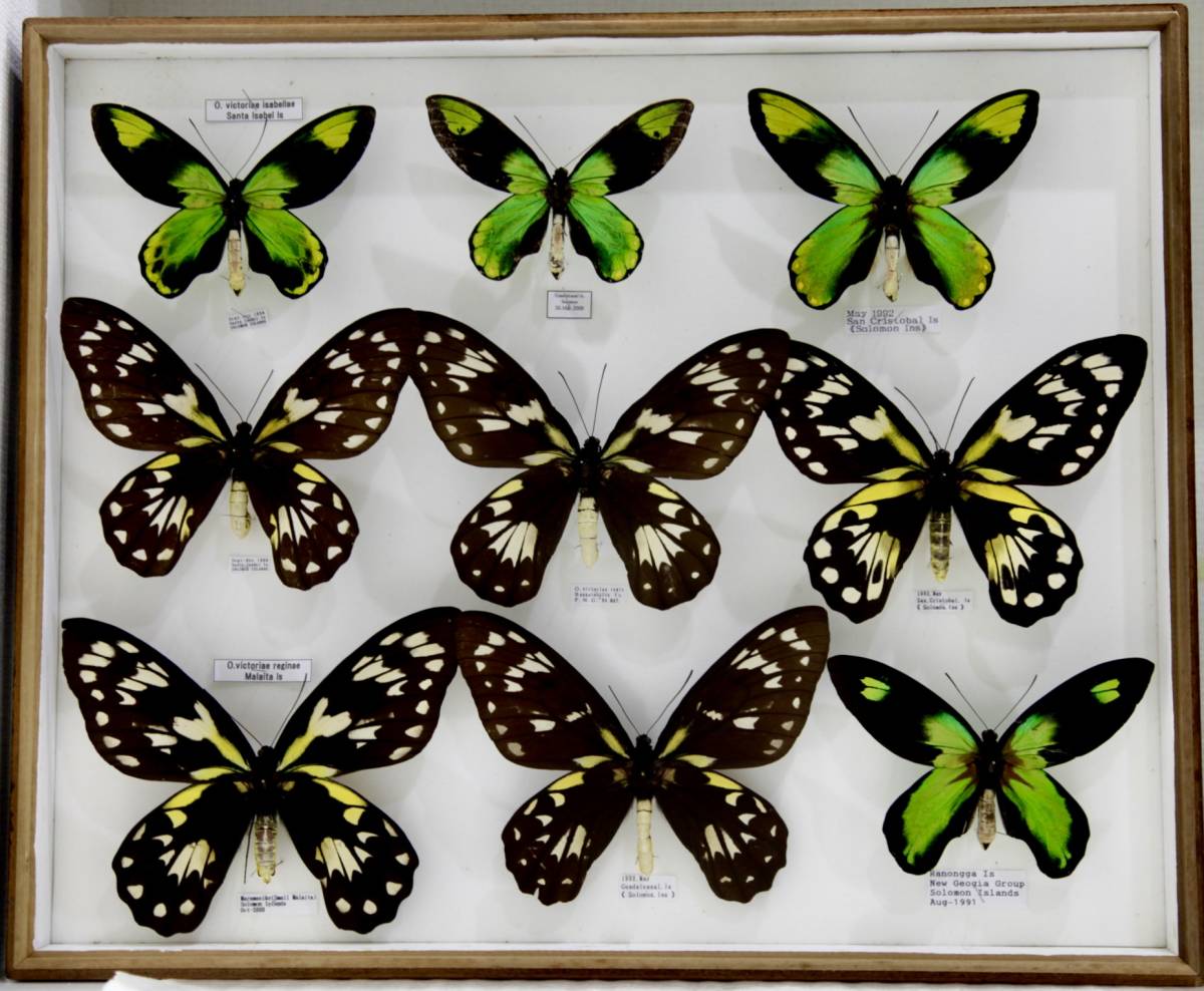 ビクトリアトリバネアゲハ Ornithoptera victoriae 産地別 亜種
