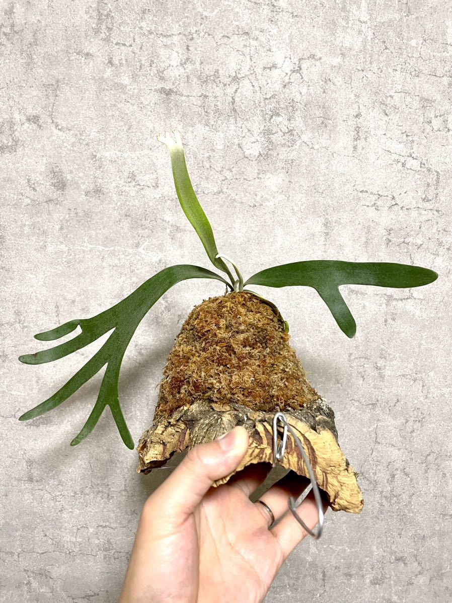 ムーンライト月光 ビカクシダ 月光爪哇OC