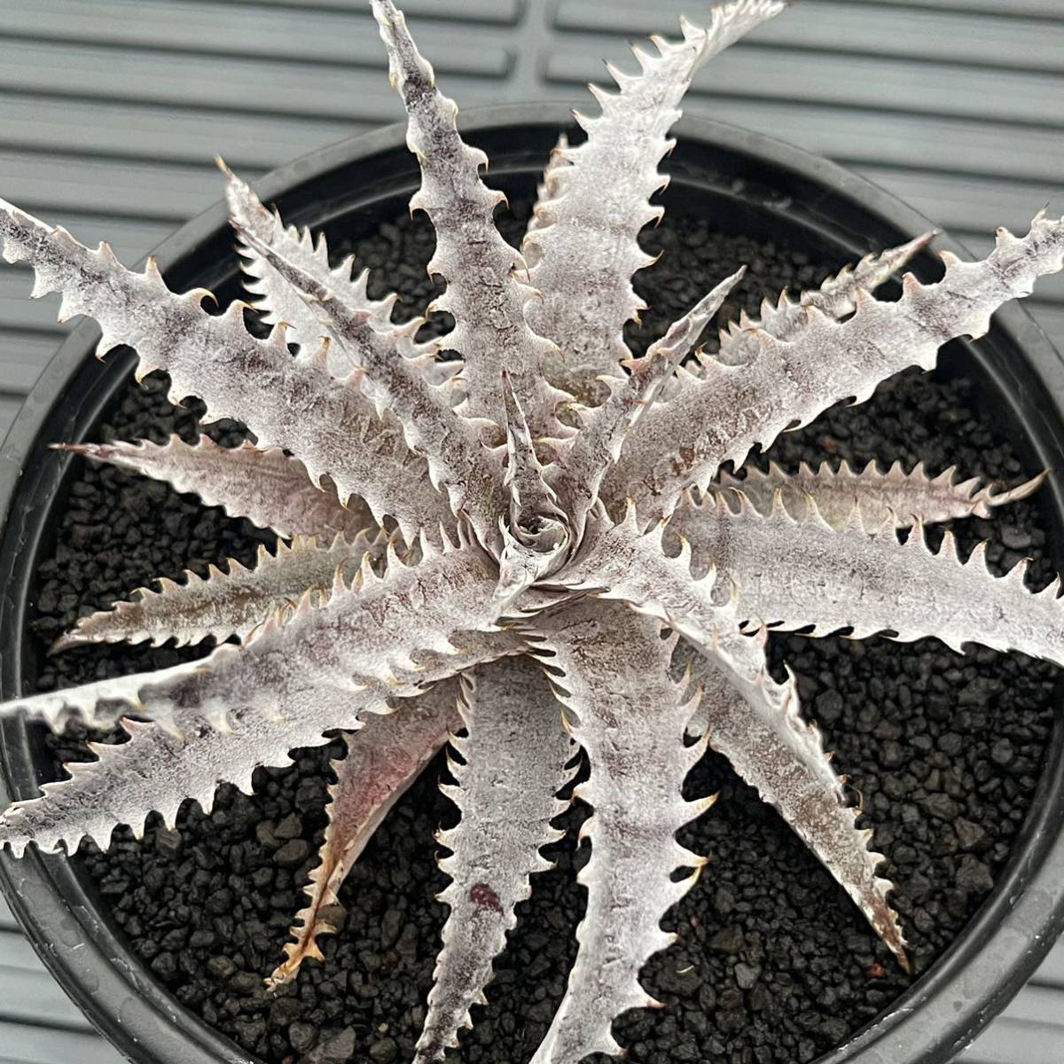 ディッキア ビルペイレン Dyckia Bill Paylen ⑵ 【公式通販】 ディッキア ビルペイレン Dyckia Bill Paylen ⑵ 【公式通販】