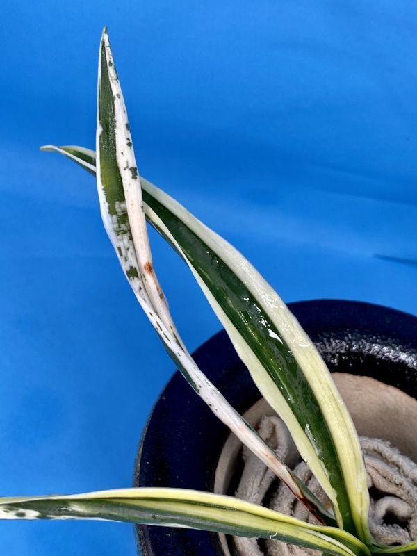 29 おもと オモト 万年青 ☆ 阿波日月の図（加藤性） ☆ 盆栽 観葉植物
