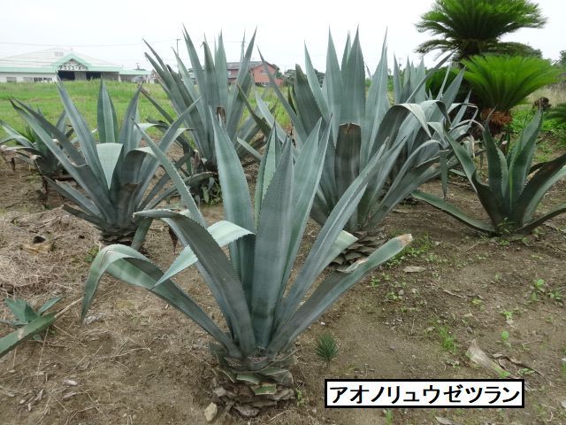 アオノリュウゼツラン　　シルバーブルー　　　７号鉢　　中株　　（特価）　　①