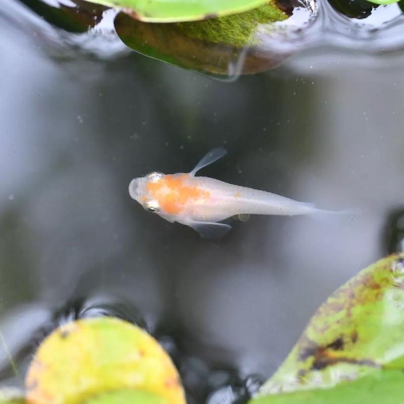 紅白ダルマ 若魚 #改良メダカ メダカ 紅白ダルマ 若魚 5匹 メダカ水槽 メダカ種類 メダカの飼い方室内 メダカの飼い方 メダカの飼い方屋外