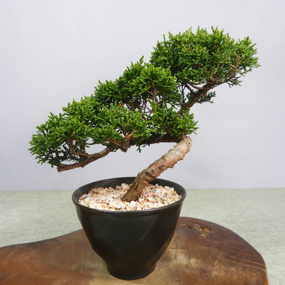 【一起園芸】真柏・小品盆栽・25★形良好な一品です★