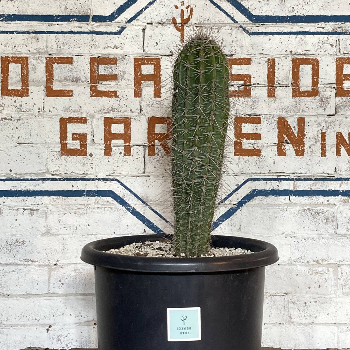 現品】＜KK37＞武倫柱（ブリンチュウ）H：約40cm｜Pachycereus