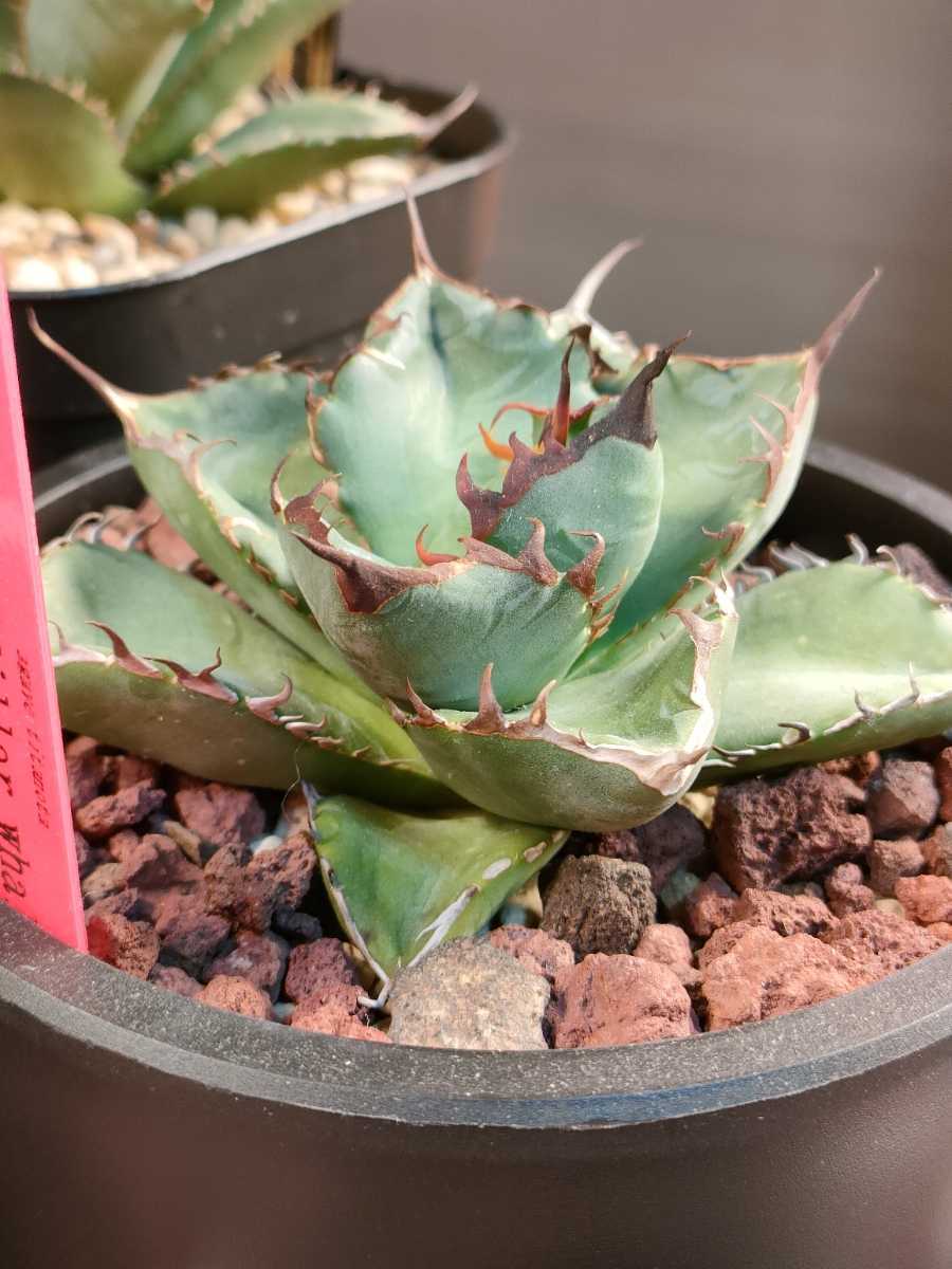 hiiro】希少 ダブルヘッド アガベ 胖鯨 子株 agave titanota killer