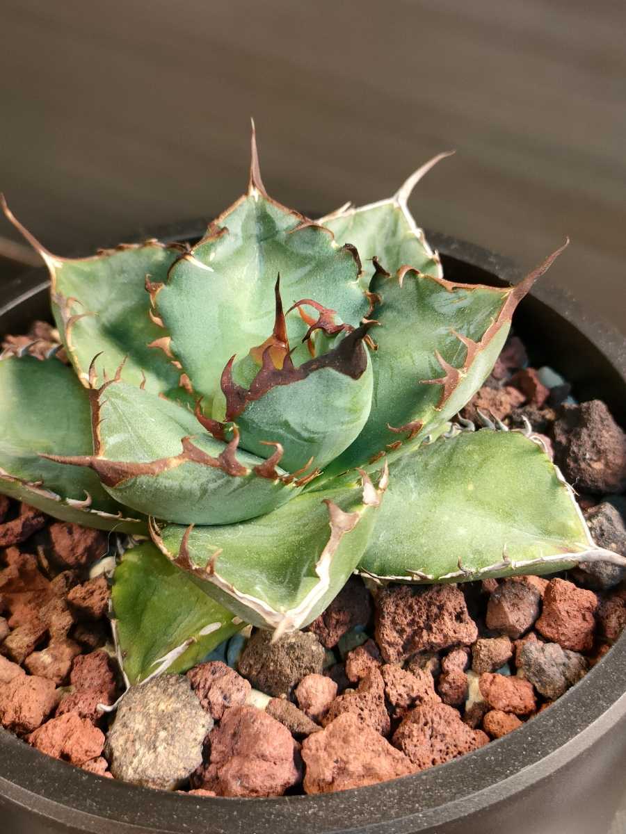 hiiro】希少 ダブルヘッド アガベ 胖鯨 子株 agave titanota killer