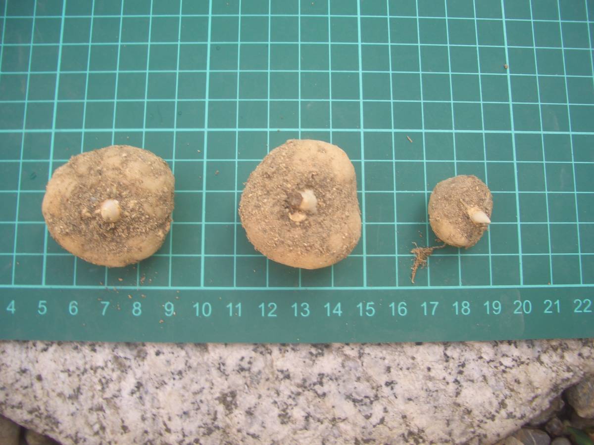 白花テンナンショウ・ウラシマソウ/山野草 