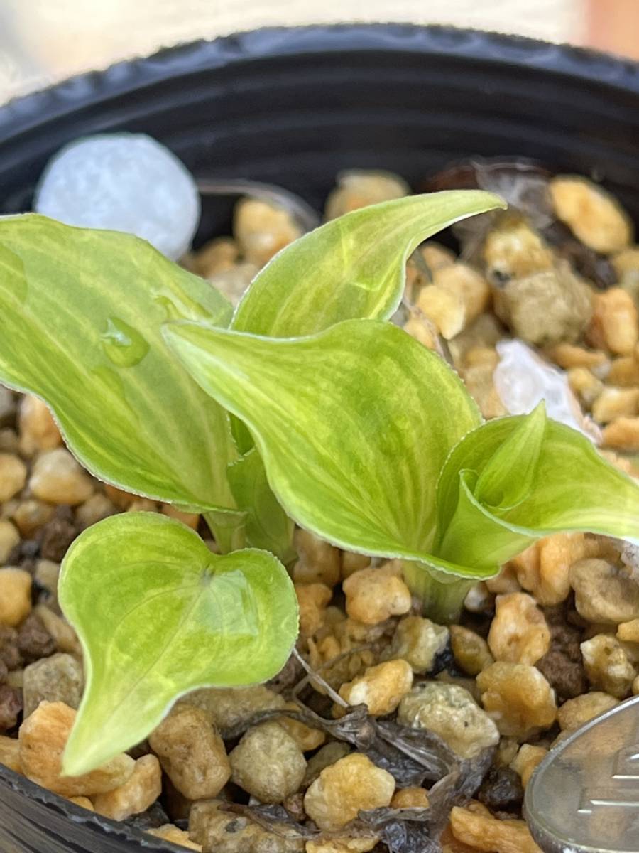 山野草　トサヤマギボウシ　マブチ