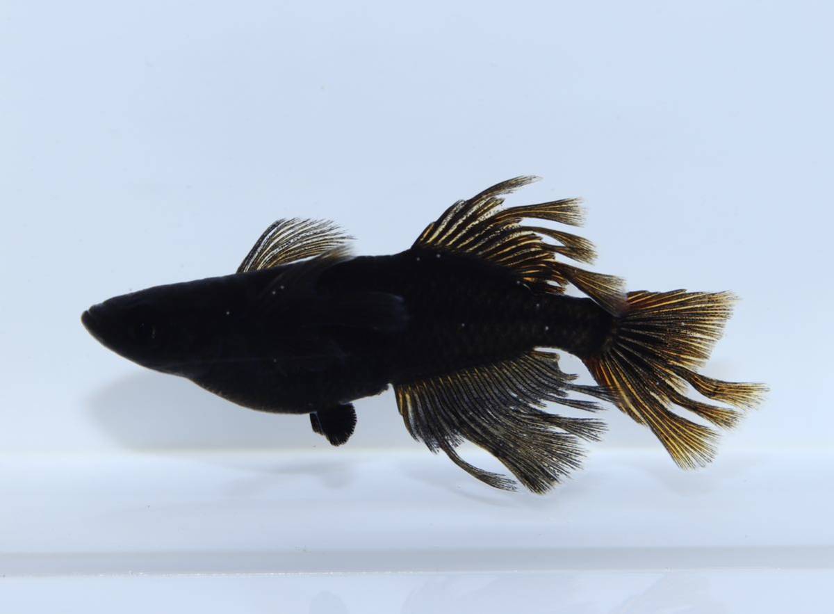 阿形 種親 1ペア