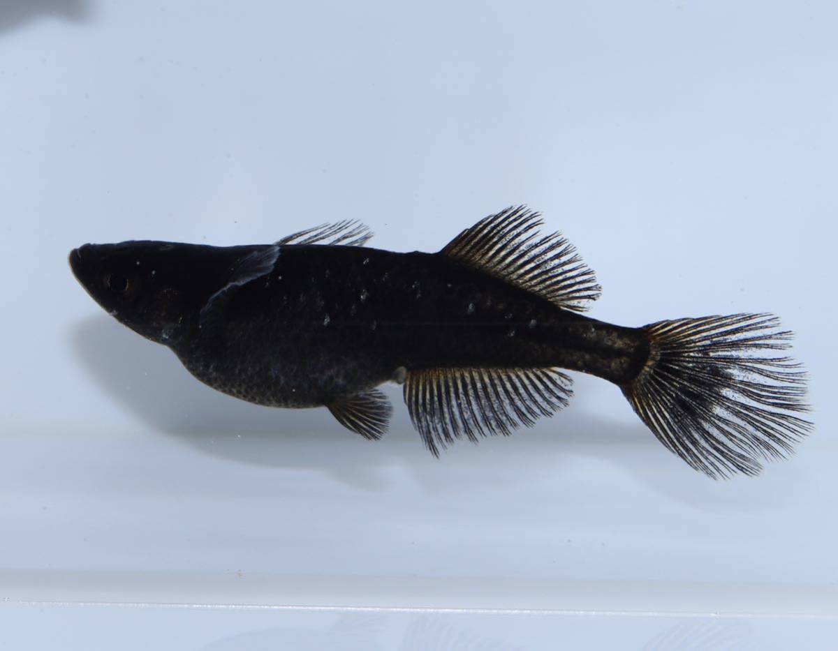 阿形 種親 1ペア