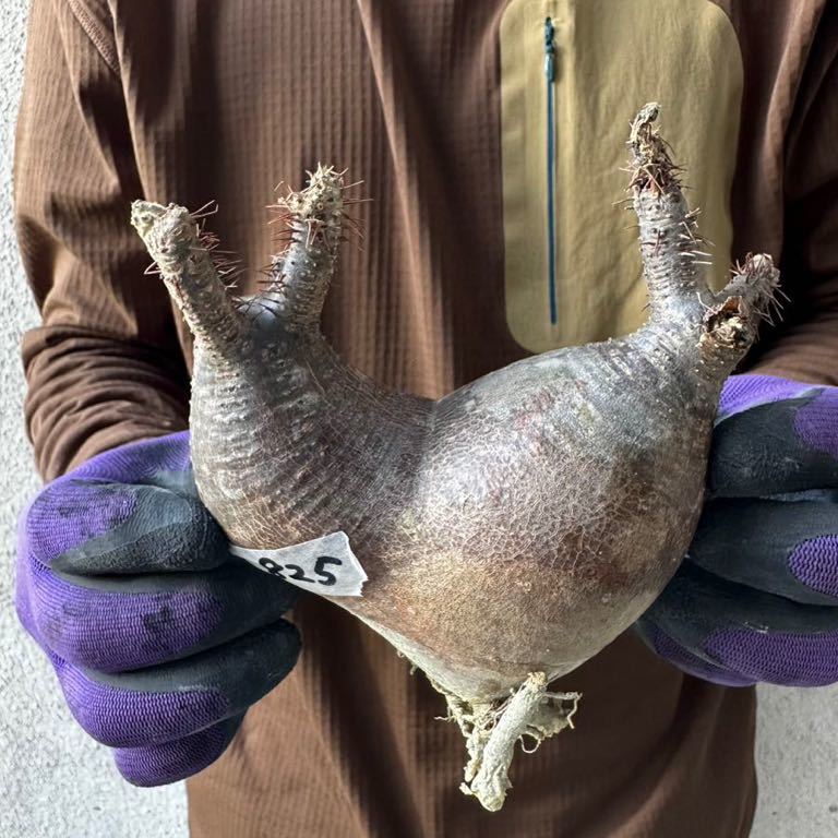 二頭　825 パキポディウム　グラキリス　Pachypodium Gracilius　象牙宮　検(パキポディウム グラキリス デセプタ　ムランジーナ　塊根