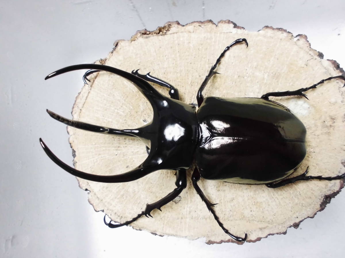 タイリクコーカサス コーカサスオオカブト 成虫オス単品 - Yahoo