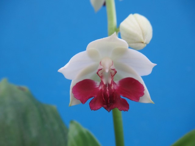 C. 原種 洋蘭 'Turquesa' FCC⁄CCO (OG) 80えびね蘭 488 蔵屋×一色