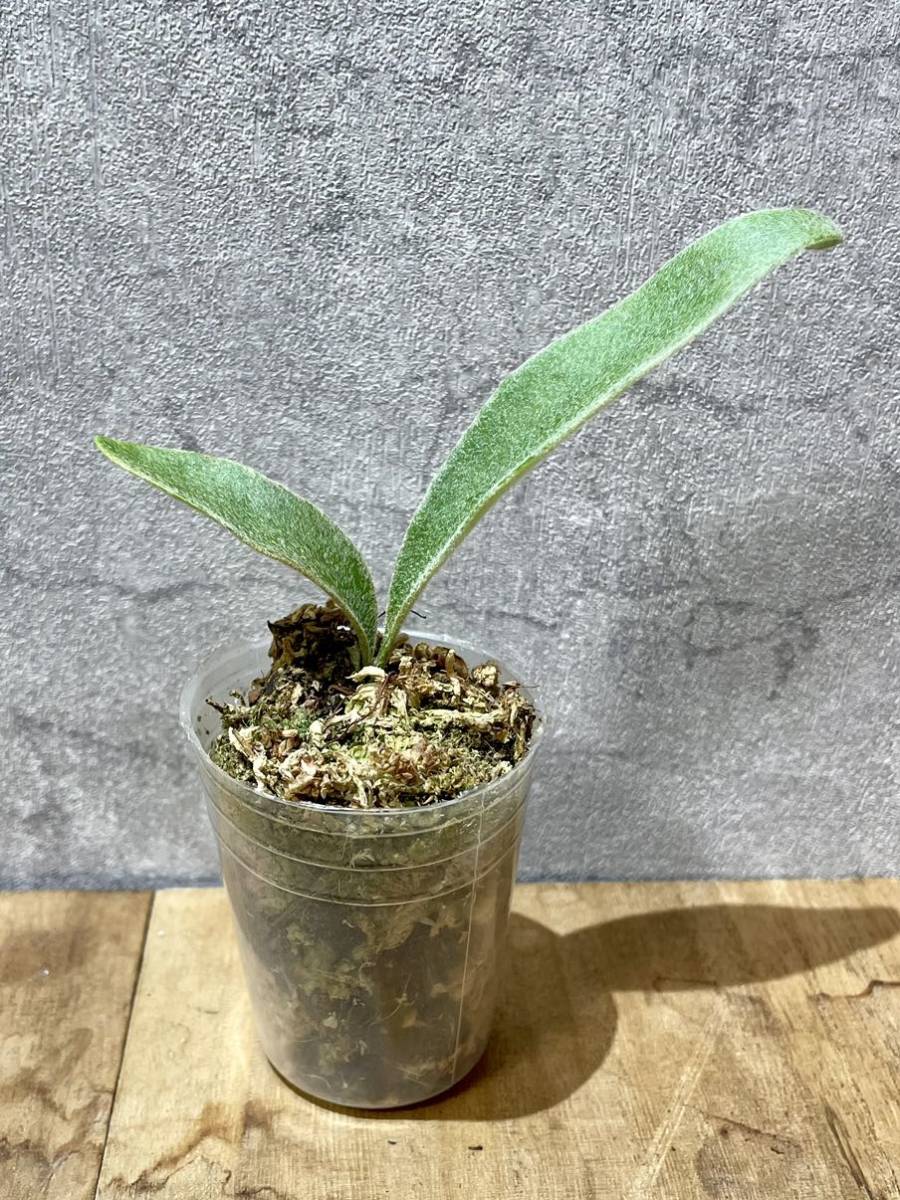 アーバンリバー P.veitchii Auburn river sporeing 胞子培養苗