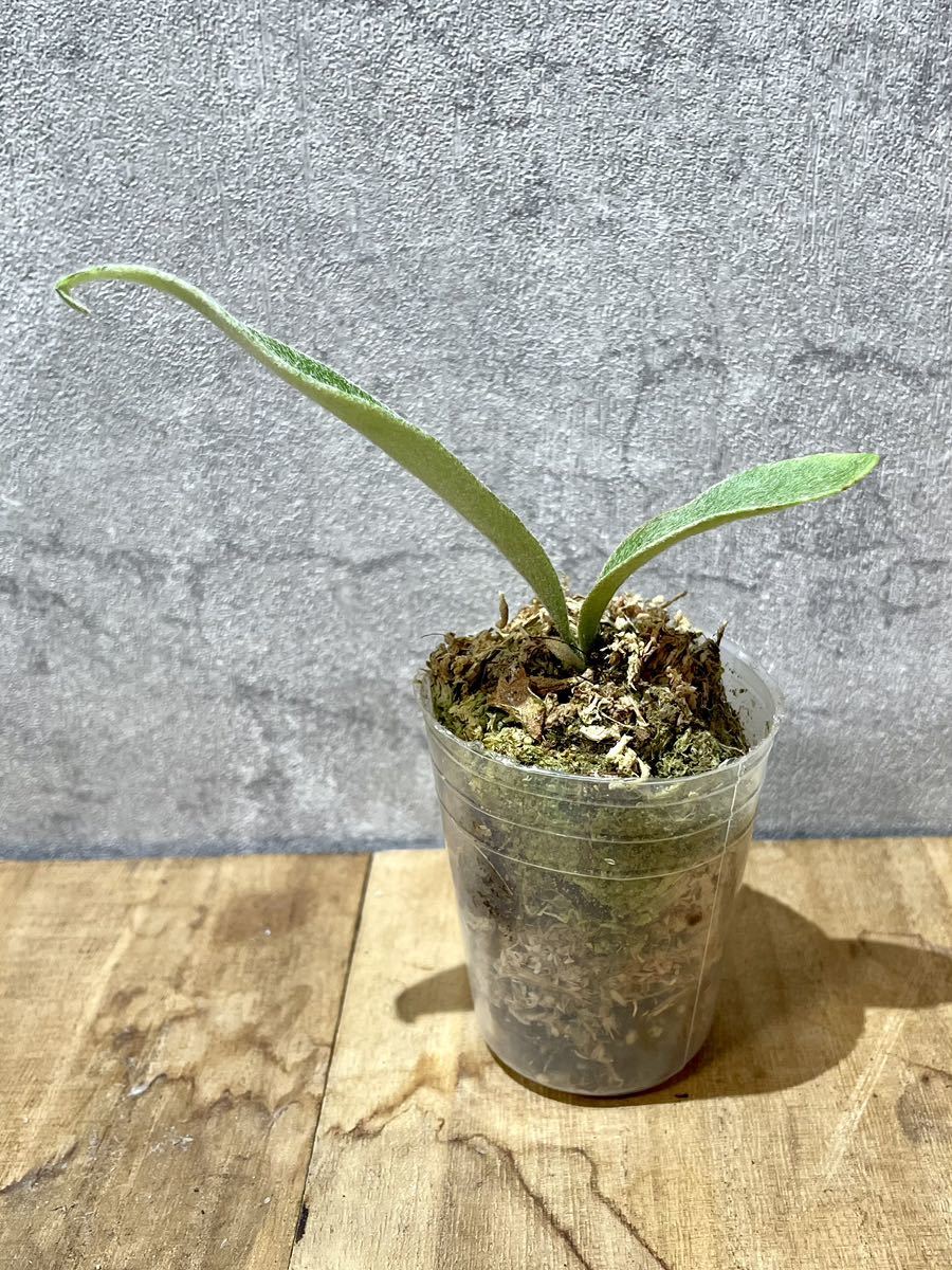 アーバンリバー P.veitchii Auburn river sporeing 胞子培養苗