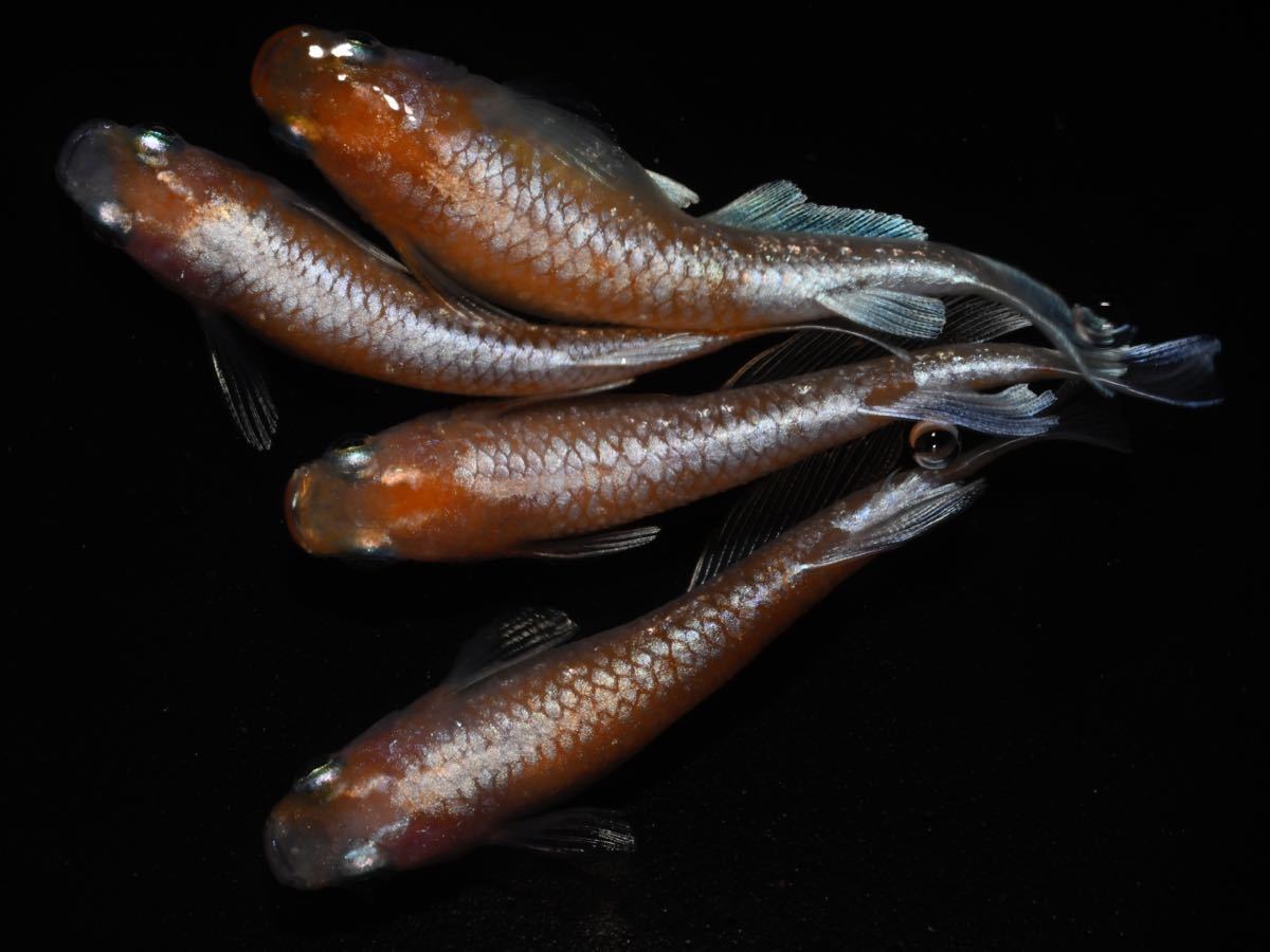 【ライトニング】現物　極上　エンペラー　2P限定セット　　産卵中^ - ^ 鰭伸び良好！夢中メダカ様血統、固定率凄い品種(^^)