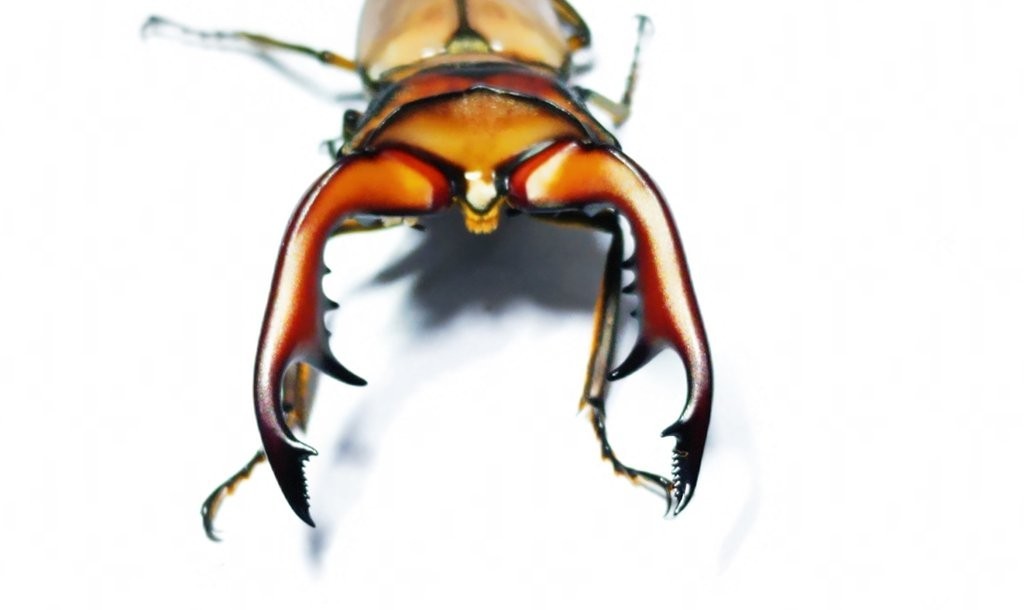 小内歯3組 アラガールホソアカクワガタ 65.6mm ペア