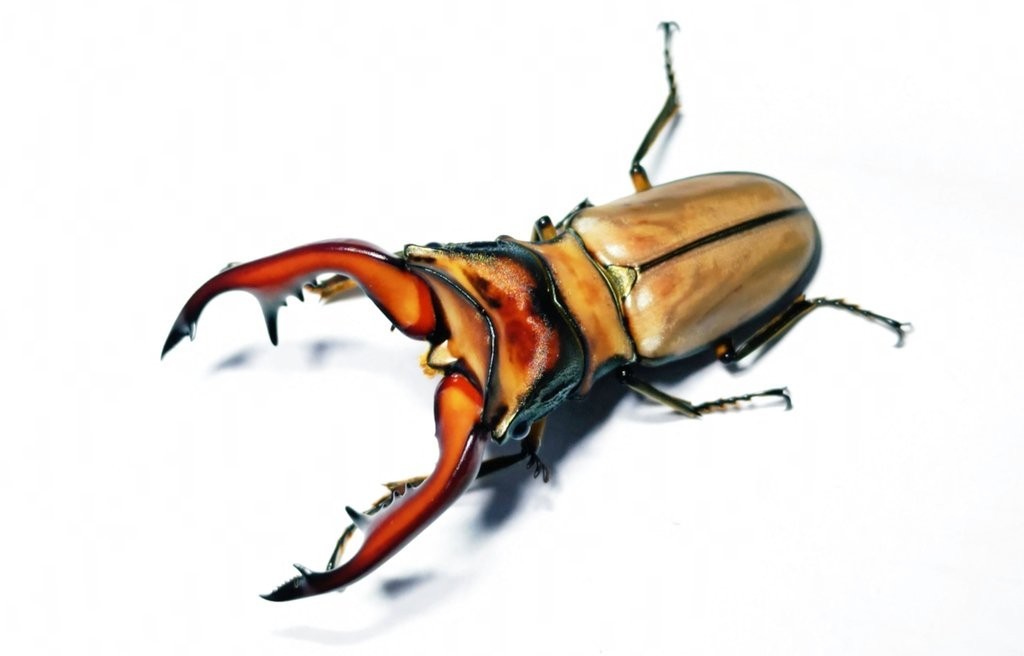 小内歯3組 アラガールホソアカクワガタ 65.6mm ペア