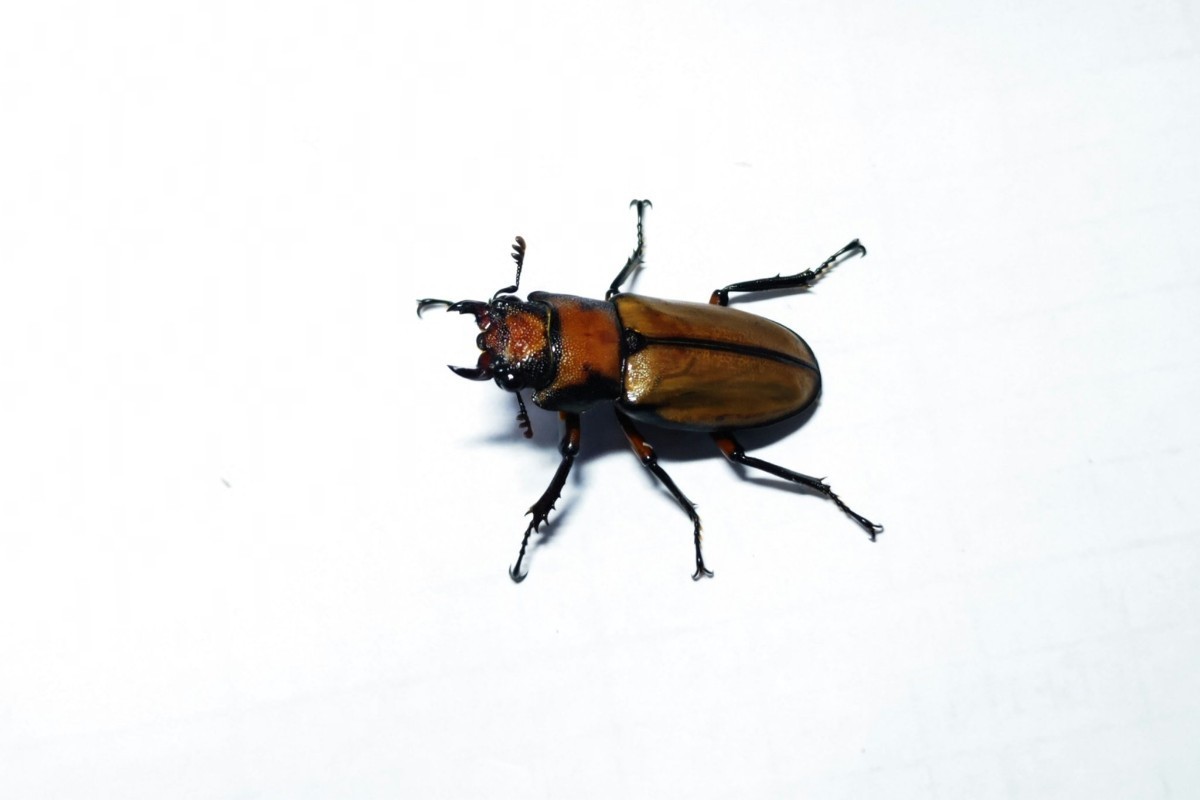 小内歯3組 アラガールホソアカクワガタ 65.6mm ペア