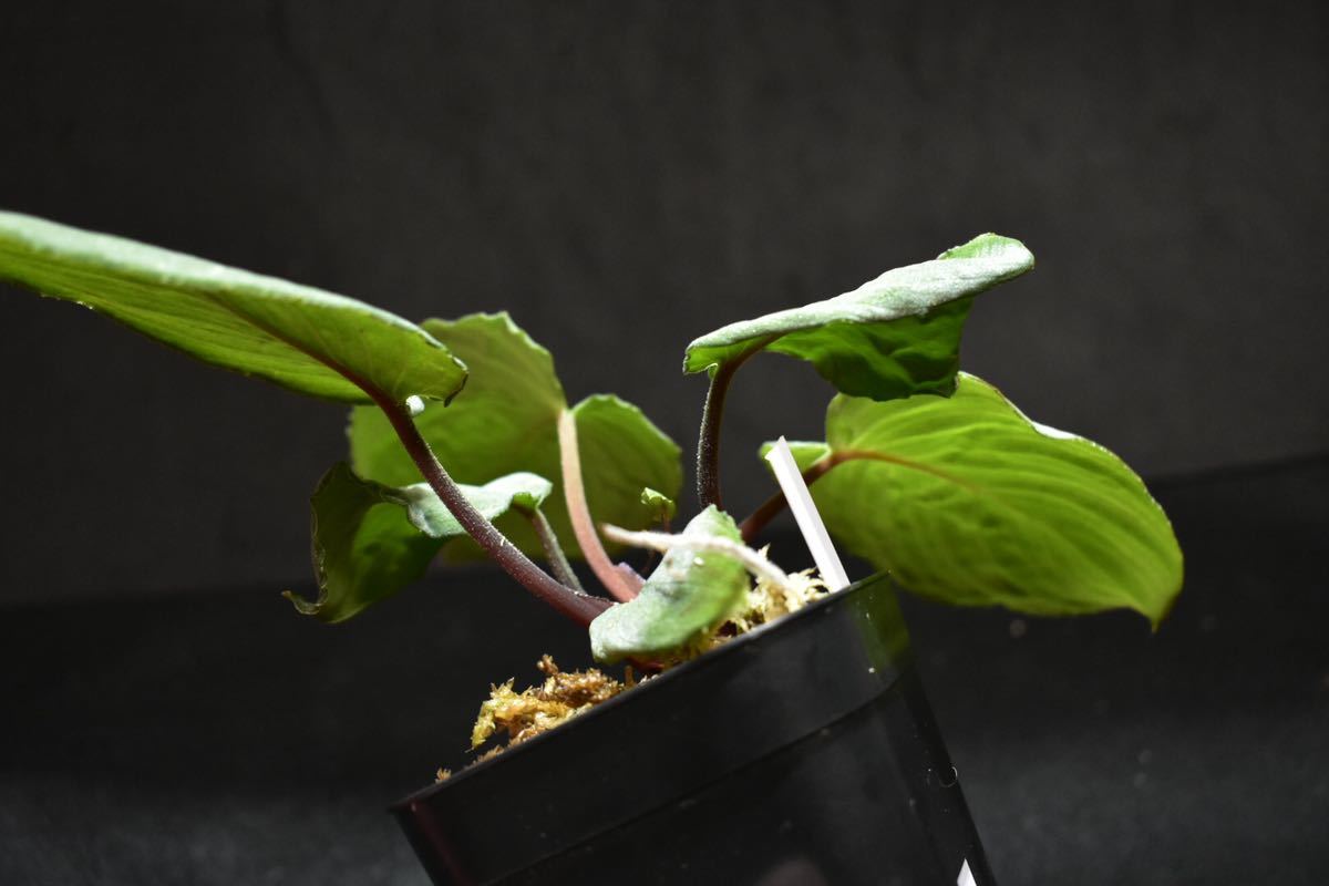 Homalomena sp. “月輪” Sumatera Utara 【LA0120-01】 LA便 ホマロメナ 