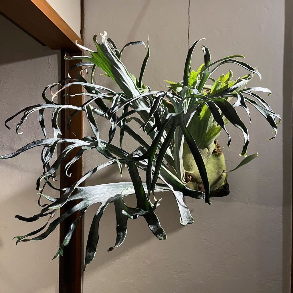 P.Kiyohime キヨヒメ 清姫 ビカクシダ 子株 株分け コウモリラン 21日 (金)終了 platycerium 観葉植物 インテリア 1円スタート