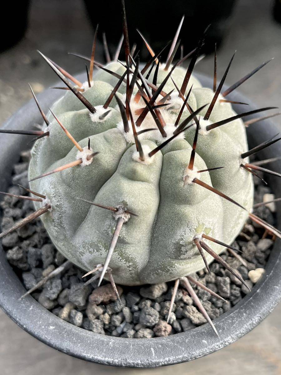copiapoa cinerea コピアポア　黒王丸　現地球