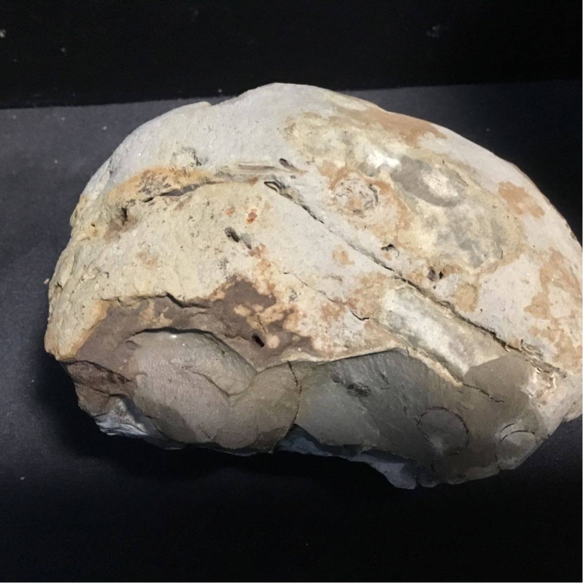 W2 北海道 厳選ノジュール 異常巻 密集 アンモナイト 標本