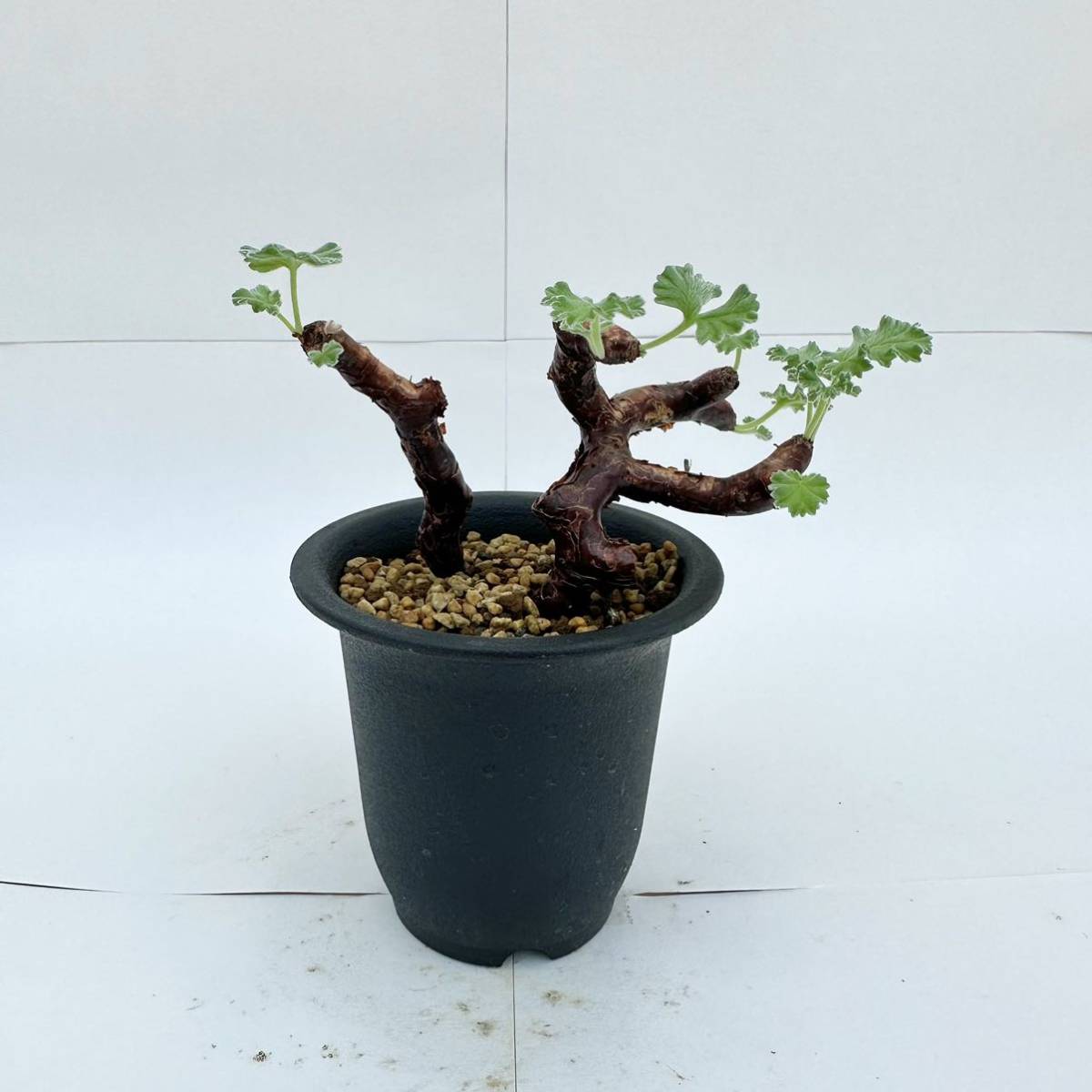 ミラビレ Pelargonium ペラルゴニウム mirabile （Pelargonium 