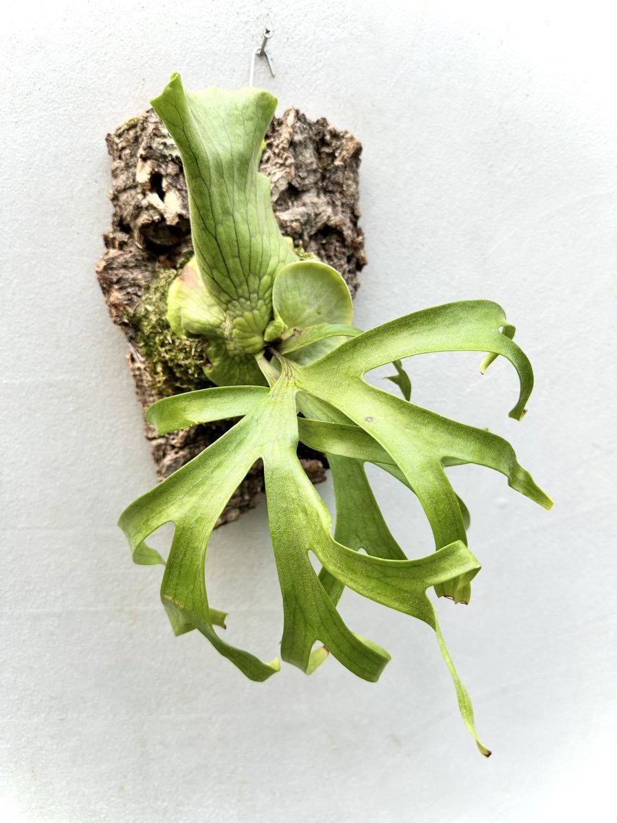 P. coronarium 'Koala' コロナリウム【vandaka】ビカクシダ(ビカクシダ