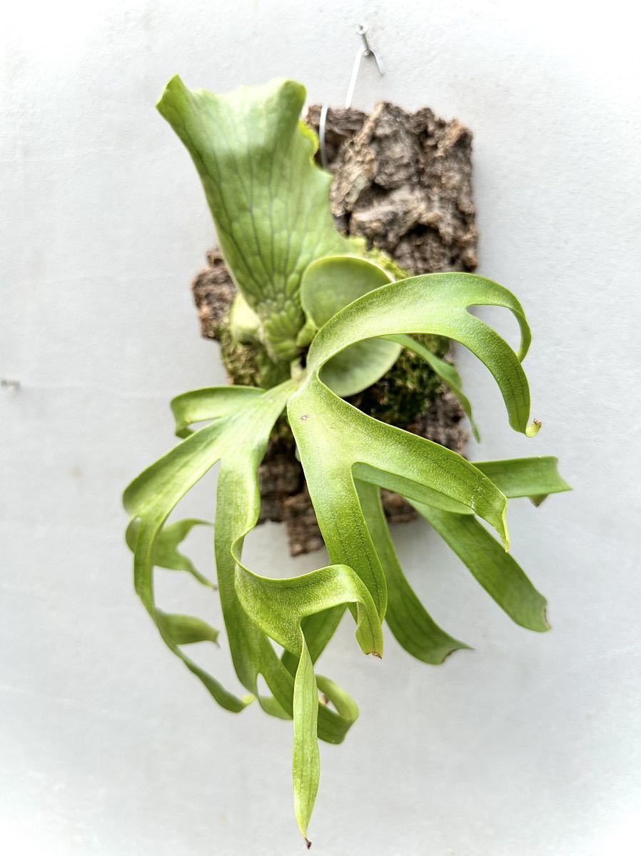 P. coronarium 'Koala' コロナリウム【vandaka】ビカクシダ(ビカクシダ
