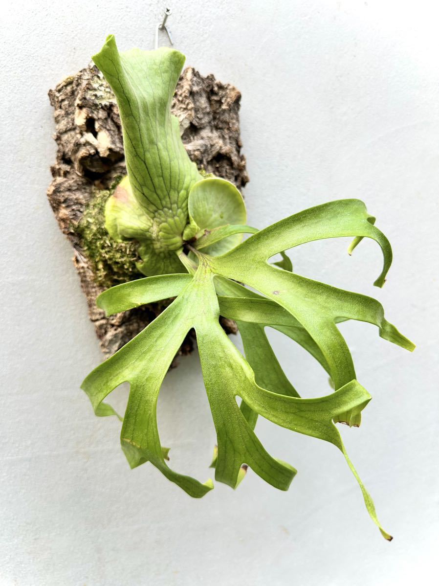 ビカクシダ コロナリウム Koala spore 板付 P. coronarium 'Koala' コロナリウム【vandaka】ビカクシダ(ビカクシダ